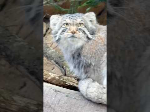 shorts 振り向いた❣️ナゴムくん　マヌルネコ　那須どうぶつ王国　2026年4月11日 サムネイル