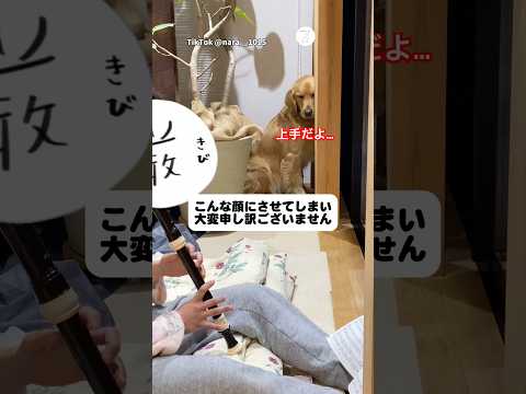 飼い主のリコーダーに表情を失う犬　　ゴールデンレトリバー 大型犬　犬　面白い　リコーダー サムネイル