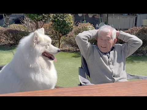 初めての牡蠣BBQが楽しみすぎて会場で全力笑顔待機するサモエドと可愛い柴犬 サムネイル