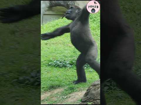 gorilla enjoy life 💕😆 taipeizoo 金剛猩猩 台北市立動物園 funnyanimals c… サムネイル