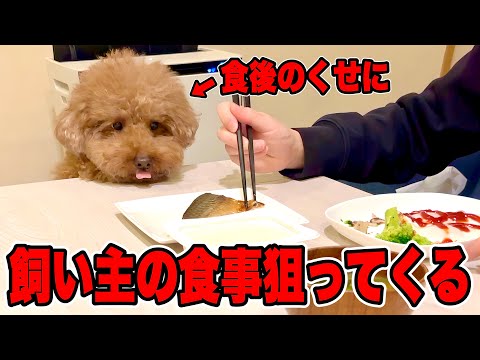 食後のくせに虎視眈々と飼い主の食事を狙ってくるトイプードル。 サムネイル
