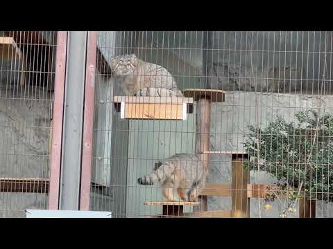 ヒデくんとヤスくんかなぁ〜🤔⁈ マヌルネコのこども　東山動植物園にて　2025年12月15日 サムネイル
