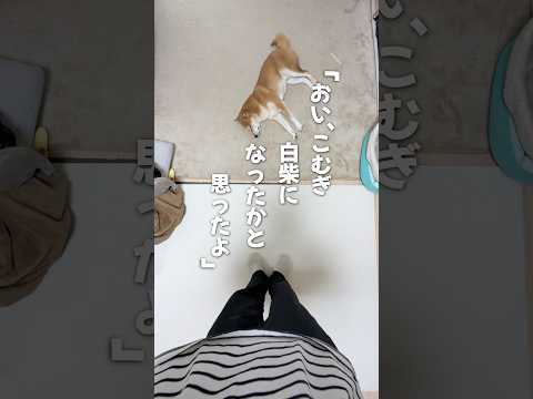 柴犬こむぎが白柴になりかけた日 サムネイル
