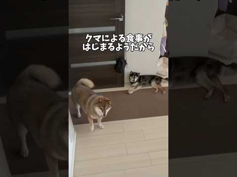 お友達とアトラクションを楽しむ黒柴