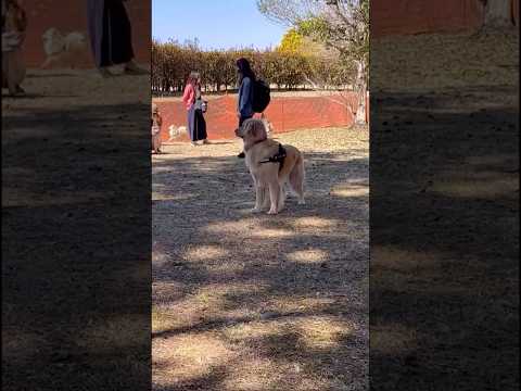 ゴールデンレトリバーにかくれんぼ仕掛けてみたらwww ゴールデンレトリバー ゴールデンレトリバー子犬 かくれんぼ ドッ… サムネイル