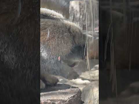 shorts ナゴムくん オニクの後のグルーミング　マヌルネコ　那須どうぶつ王国にて　2026年4月26日 サムネイル