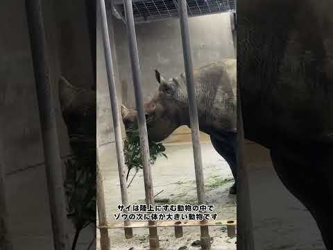 【よこはま動物園ズーラシア】ヒガシクロサイ🦏　shorts