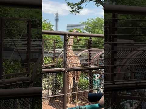 shorts この風景にキリン 横浜ならではネェ〜　野毛山動物園にて　2026年5月10日 サムネイル