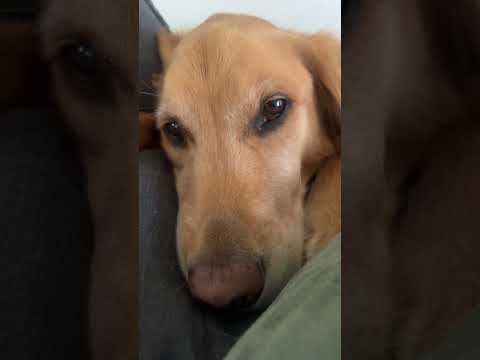 coming home to my golden retriever🥵 goldenretreiver dog ind… サムネイル
