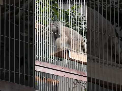 shorts 登って登って♪ エルくんとミーニャちゃんの息子たち　マヌルネコ　東山動植物園にて　2026年3月13日 サムネイル