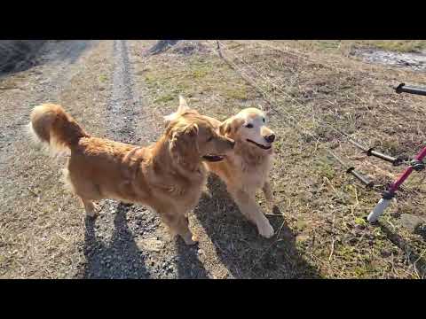 田んぼへ突入！！　嬉しさ爆発ゴールデンレトリバーの親子。 ゴールデンレトリバー goldenretriever 癒し… サムネイル