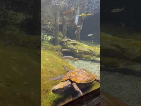 shorts タモロコたちと〜カメさん🐢　山梨県立富士湧水の里水族館にて　2026年2月21日