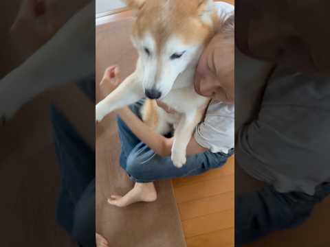 柴犬福 獣切れの姉に強烈に絡まれ水直行の柴犬🤣Sis and Shiba🤣姉と柴 shorts 柴犬 shibainu… サムネイル