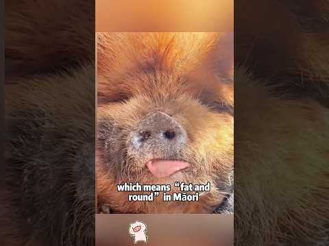 Can You Resist Kunni Pig’s Cuteness? 🐷💖animals cute science… サムネイル