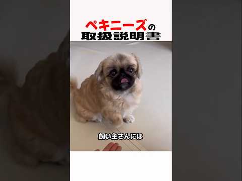 ペキニーズの取扱説明書　ペキニーズ 犬のいる生活 犬のいる暮らし ペキニーズ好きな人と繋がりたい 犬好きさんと繋がりた… サムネイル