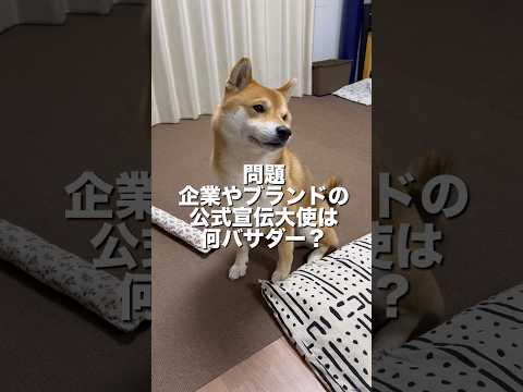 柴犬とん君「アン」バサダーが答えられるかな？　柴犬　柴犬とん
