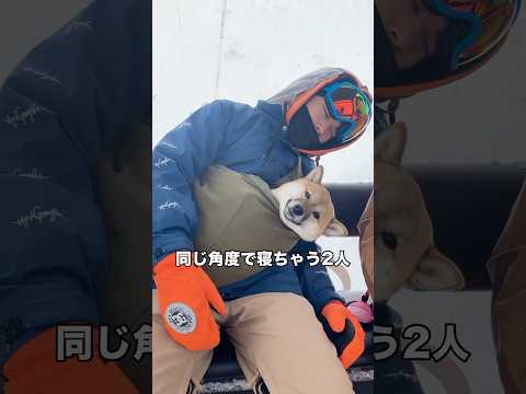 ゴンドラの中でシンクロしたかのように同じ角度で入眠してしまう2人 柴犬 柴犬のいる暮らし 雪 shorts