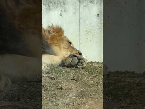 shorts ベガちゃんと見守ってる父❣️アース　ライオン🦁　のんほいパーク　2026年2月13日