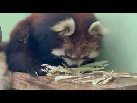 レッサーパンダガイドで貰ったタケノコを食べるメイメイさん　千葉市動物公園にて　2026年5月9日 サムネイル