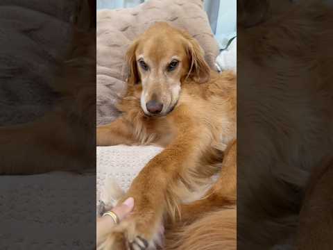 coming home to my golden retriever🥵 goldenretreiver dog ind… サムネイル