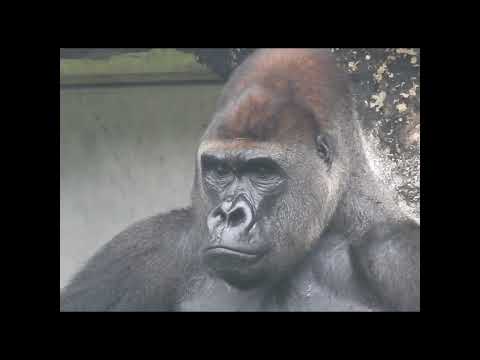 Gorilla D'jeeco 27y6m. shorts. D警戒眼球轉動.流汗.打哈欠. 5-11 サムネイル