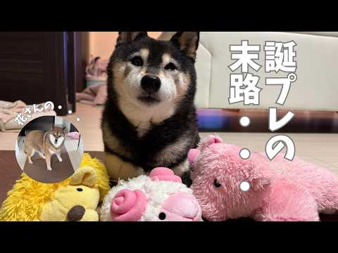 柴犬の誕生日におもちゃのヌイグルミをプレゼントしたら・・・ サムネイル