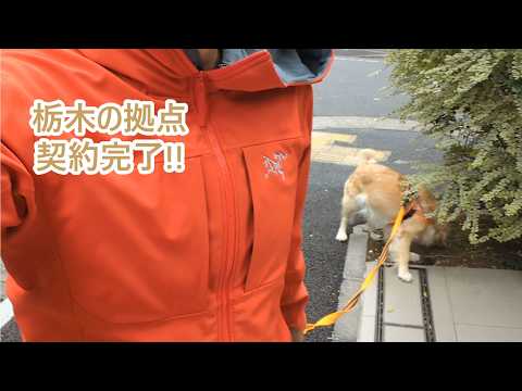 新たな可能性に。栃木の拠点契約。ゴールデンレトリバーティト サムネイル