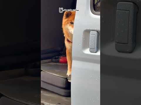 ’26.2.25 力丸の視線としっぽ… 柴犬 shibainu 柴犬のいる暮らし 柴犬の日常 雨の日 車中泊犬 力丸 サムネイル