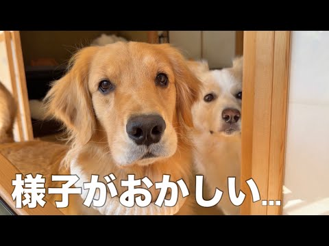 ママと離れて暮らしたら、愛犬の様子がおかしいので緊急で帰ることになりました...【ゴールデンレトリバー・ボーダーコリー】 サムネイル