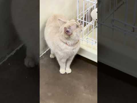 shorts エールくん　IMG 0010 サムネイル