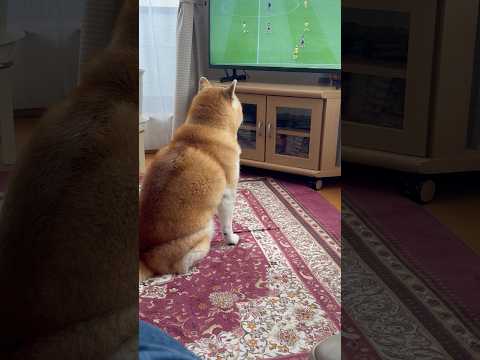 柴犬福 サッカー観てた時の柴犬🤣Shiba-Watch🤣shorts 柴犬 japanesedog shibainu…