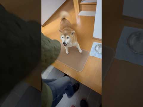 柴犬福 母帰り大喜びのマザコン柴犬🤣Mother's boy🤣shorts japanesedog 柴犬 shibai… サムネイル