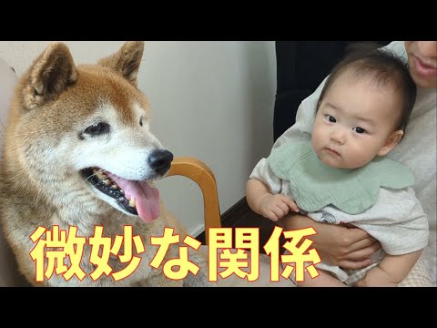 【1061】孫ちゃんにも柴距離 サムネイル