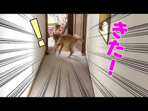 階段の先でとっても陽気に迎えてくれる柴犬　後編夜のメリケンパーク サムネイル