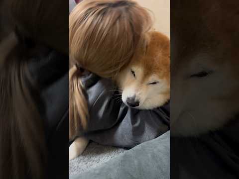 柴犬福 姉のキュートアグレッションに嫌気がさす柴犬🤣Sis and Shiba🤣姉と柴 shorts japanese…