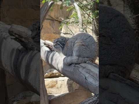 shorts 雀が気になるナゴムくん　マヌルネコ サムネイル