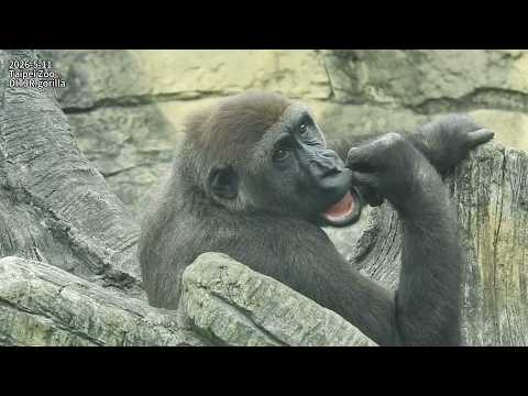 little gorilla Jabali打擾Ringo喝奶。偷襲aunt/Jabali Ringo爭福袋大叫。D'j… サムネイル