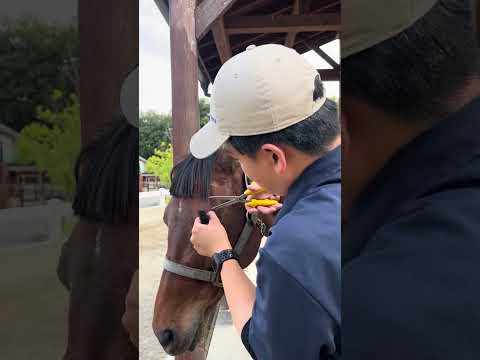 前髪切ってもらった！東武動物公園動物ポニーかわいい前髪 サムネイル