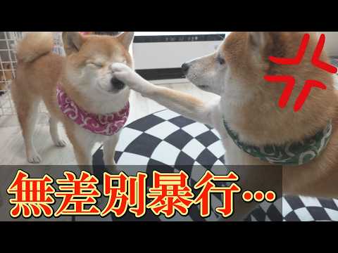 お腹を空かせた柴犬５歳が、柴犬３歳と飼い主を暴行しました・・・ サムネイル