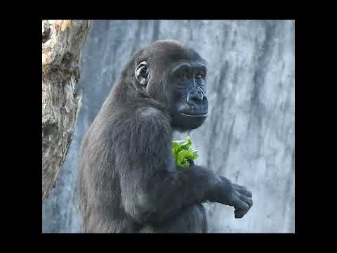 #gorilla Iriki mom 14y9m old & son Ringo 4y5m old #shorts.I… サムネイル