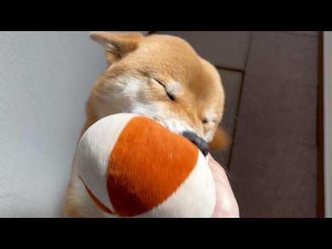 なぜかおもちゃを咥えてお出迎えしてくれる柴犬　三宮ぶらり　オクラASMR