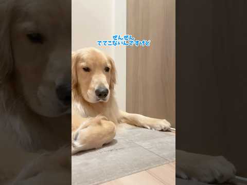 ぶふぉー！！！😤😤😤大型犬 ゴールデンレトリバー