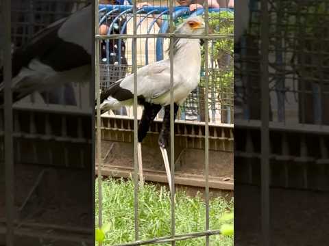 shorts 巣箱に居るのが雌かな？　ヘビクイワシ　千葉市動物公園にて　2026年4月19日 サムネイル