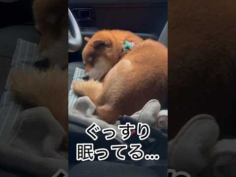 ’25.12.14 車中泊の力丸に、雨の朝… 柴犬 shibainu 柴犬のいる暮らし 柴犬の日常 車中泊犬 寝顔 カ… サムネイル