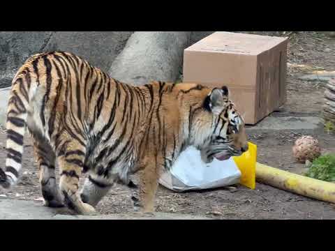 ダンボール📦さんは気になるケド強敵⁈ 今日はサーシャの日　アムールトラ　浜松市動物園にて　2026年2月14日 サムネイル