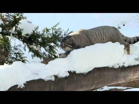 雪をものともせずスタスタ🐾スリスリ☺️ナゴムくん　マヌルネコ　那須どうぶつ王国にて　2026年1月12日 サムネイル