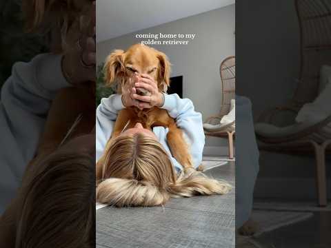 dog-tor coby to rescue🛟goldenpup puppy goldenpupppy dogbree… サムネイル