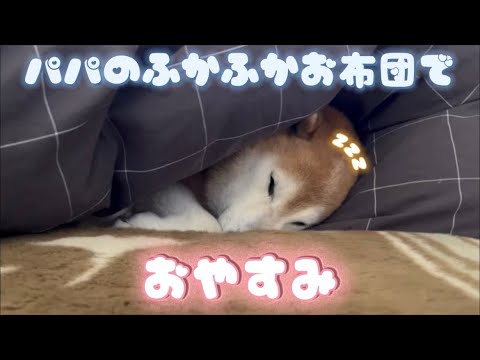 柴犬福 父のベッド占領した時の柴犬🤣Shiba-Sleep🤣 サムネイル