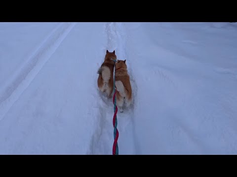 雪の轍でぎゅうぎゅう柴 サムネイル