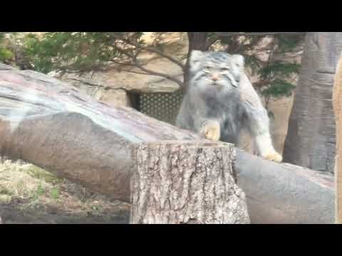 今バックヤードに担当おねえさん入ってったヨ！っとナゴムくん☺️  マヌルネコ　那須どうぶつ王国にて　2026年2月27日 サムネイル